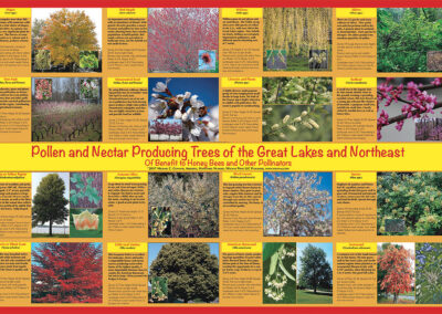 Pollen and Nectar Producing Trees of the Great Lakes and the Northeast Poster $23.00